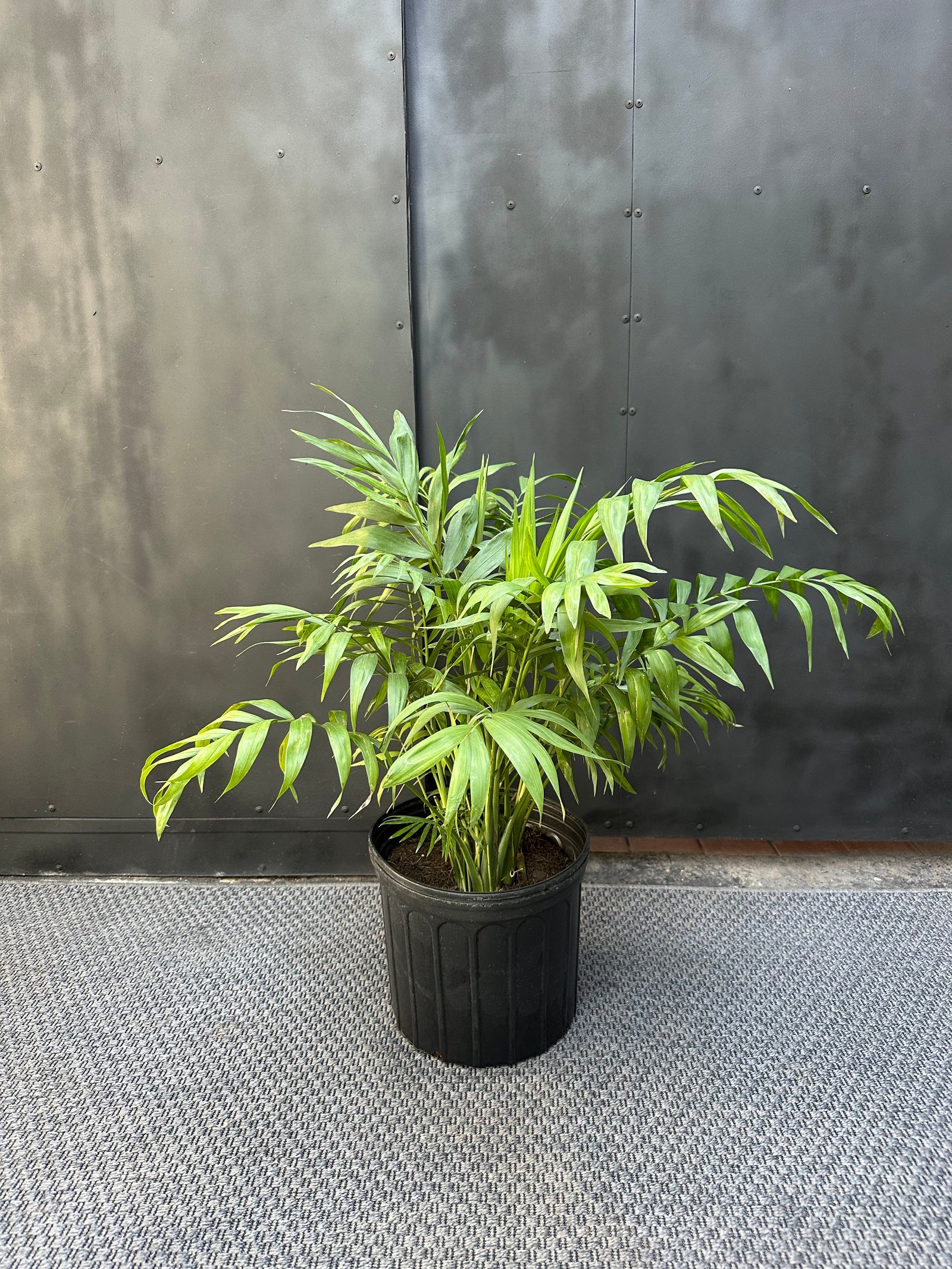 Palmera Chamaedorea de frondas verdes y delgadas en macetero junto a ventana