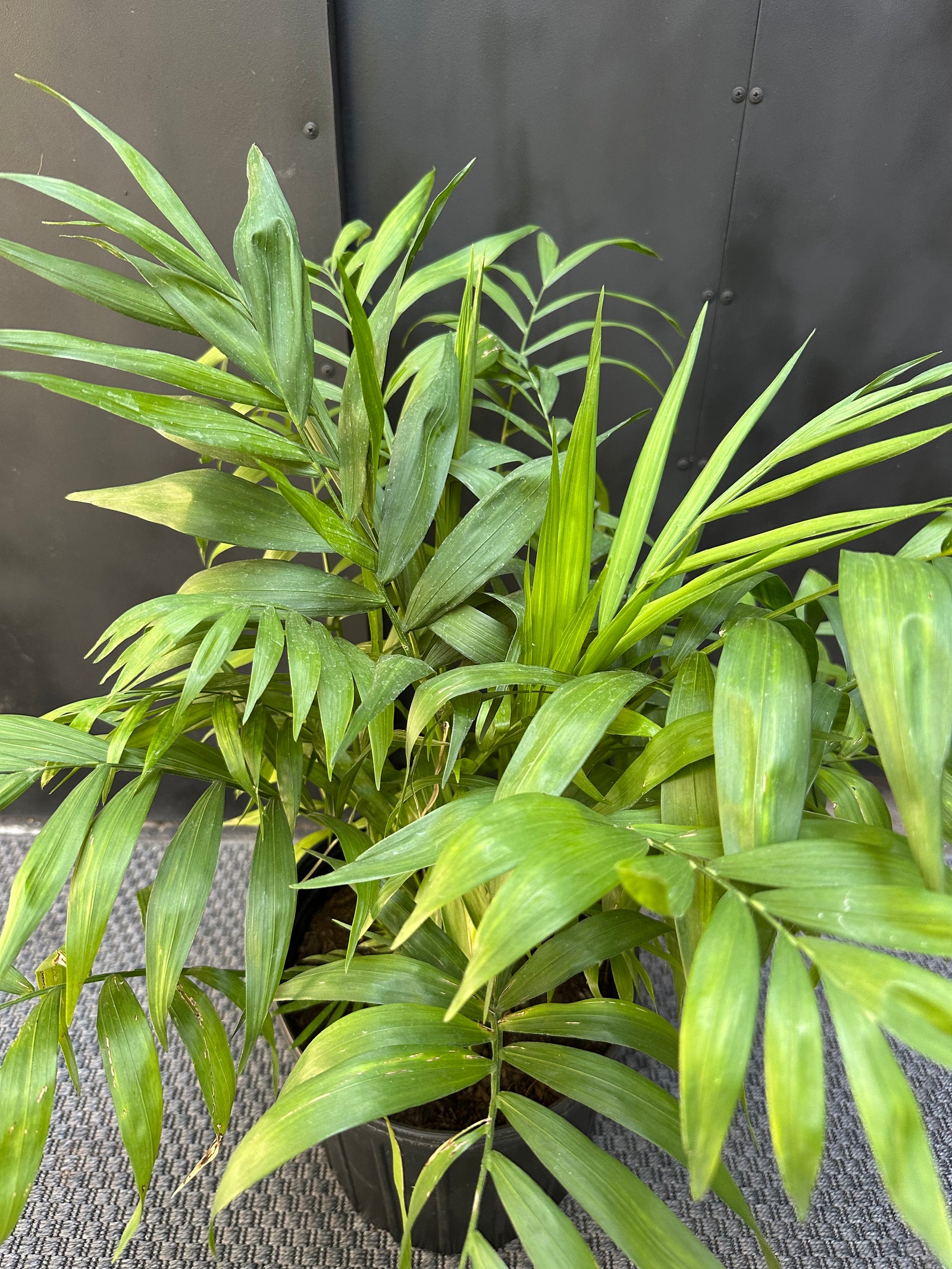 Chamaedorea