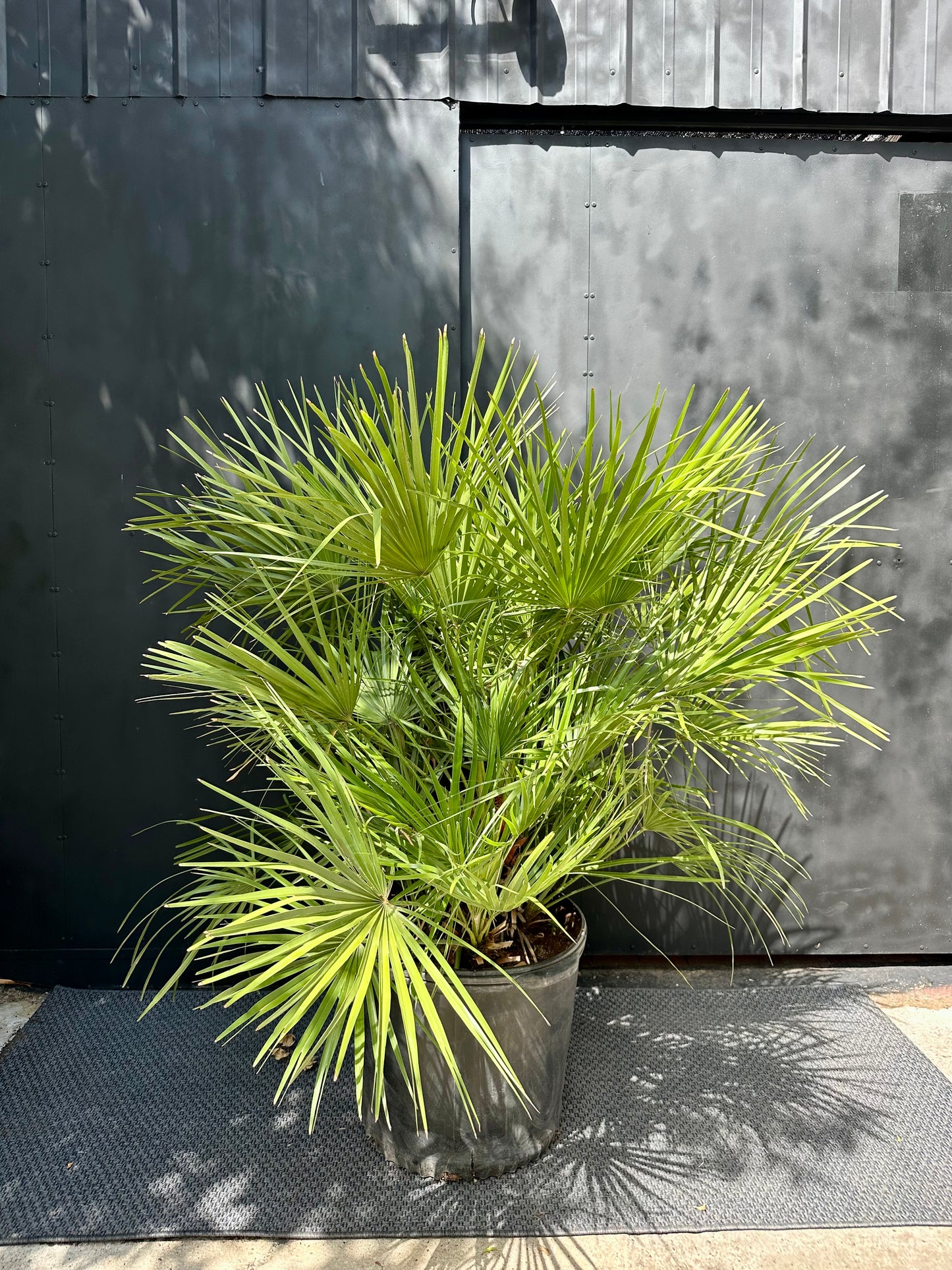 Palmera Chamaerops