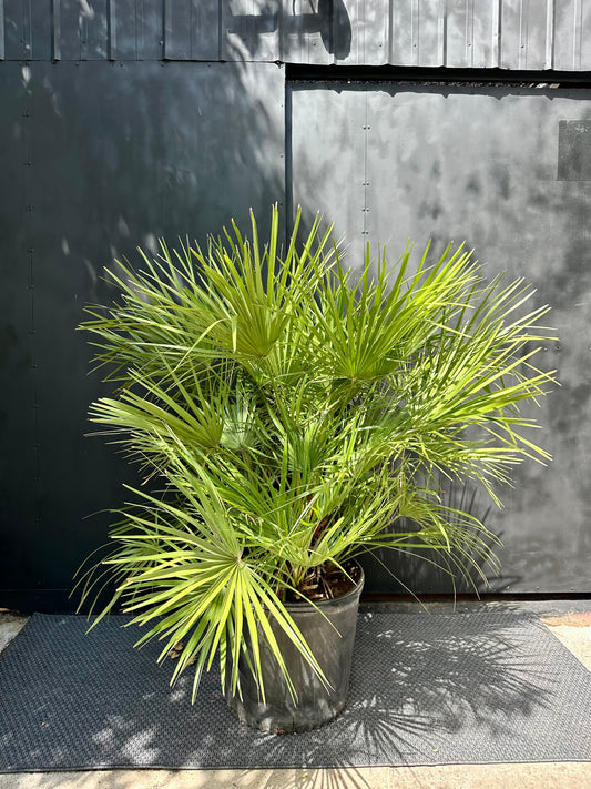 Palmera Chamaerops