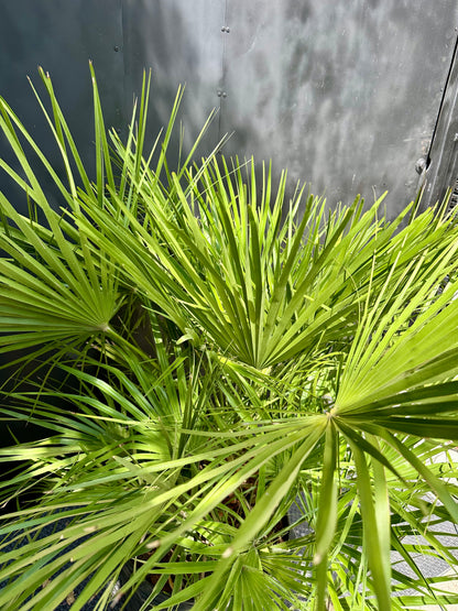 Palmera Chamaerops