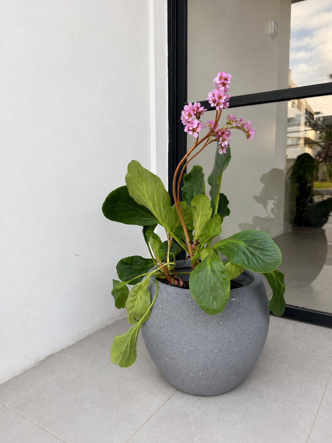 Hortensia de invierno