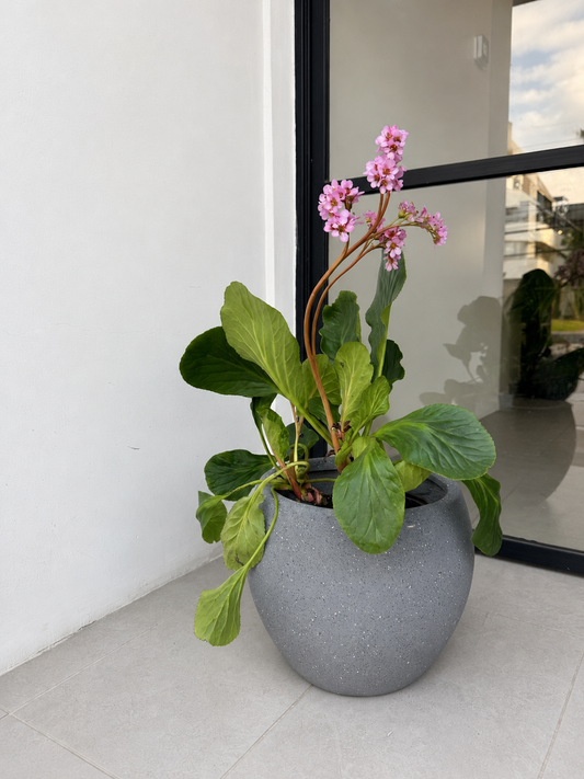 Hortensia de invierno