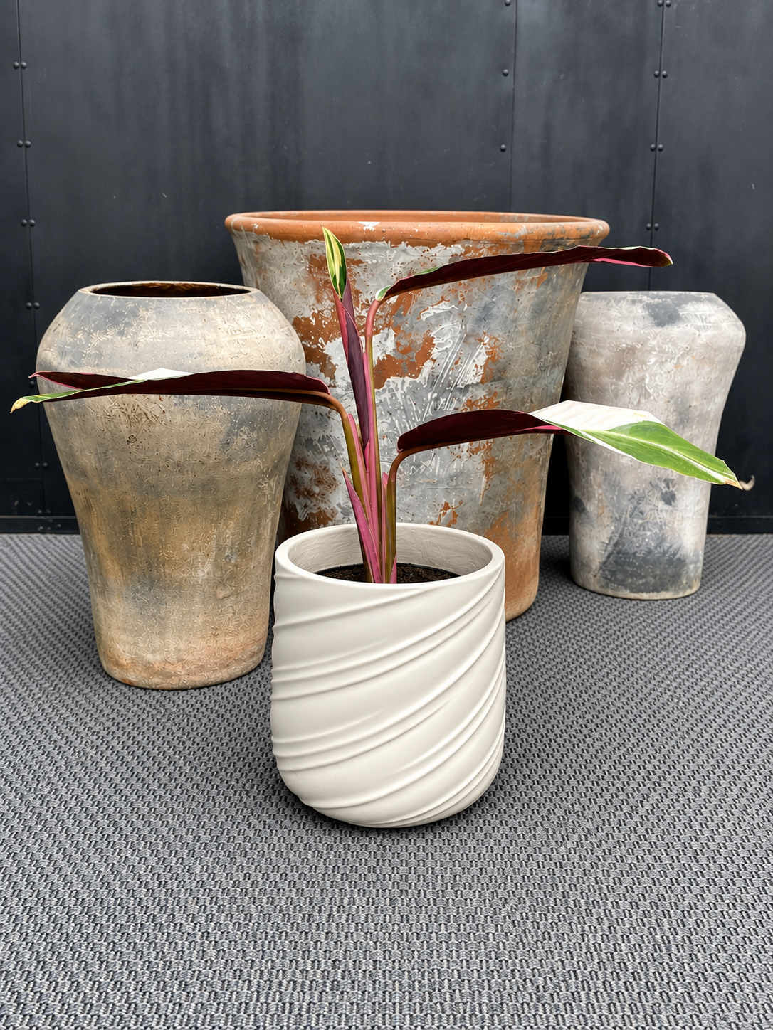 Stromanthe Sanguinaria - Calathea Triostar