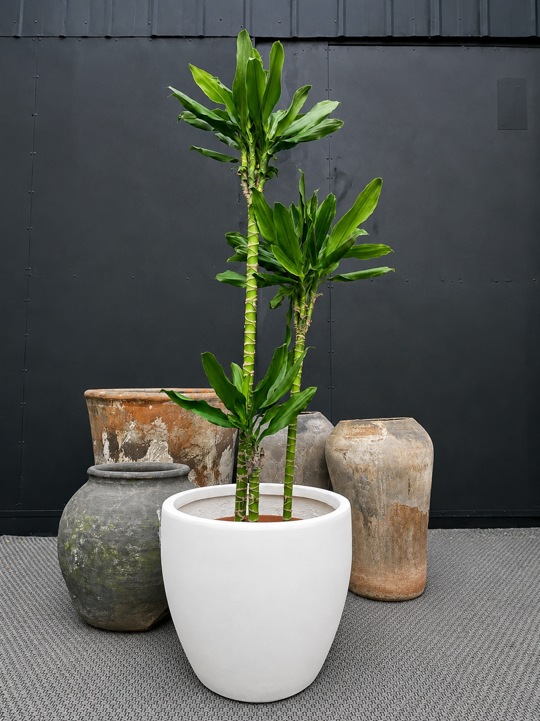 Dracena Deremensis