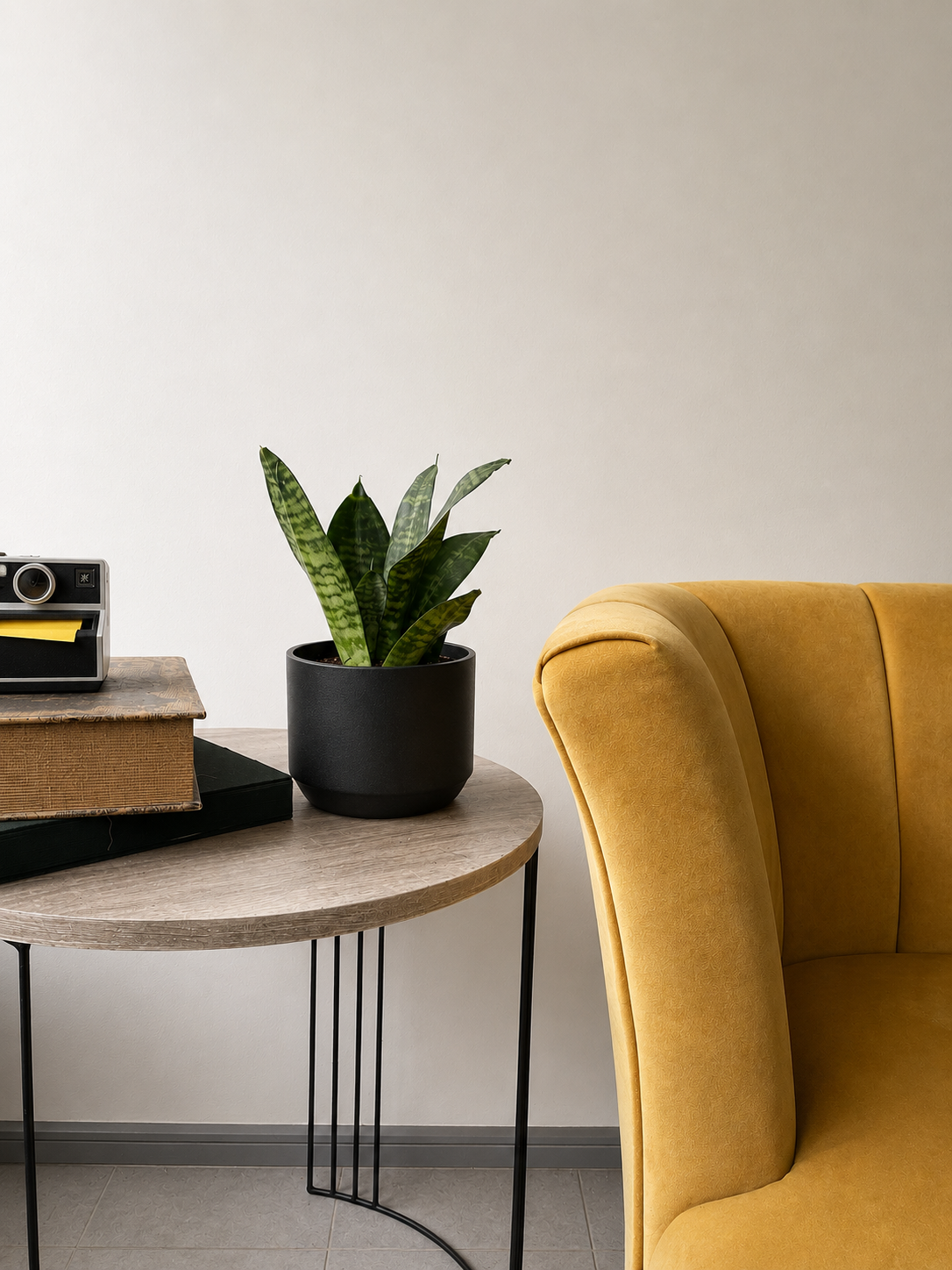 Sansevieria enana Black Gold