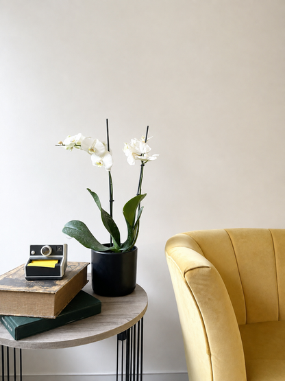 Orquídea