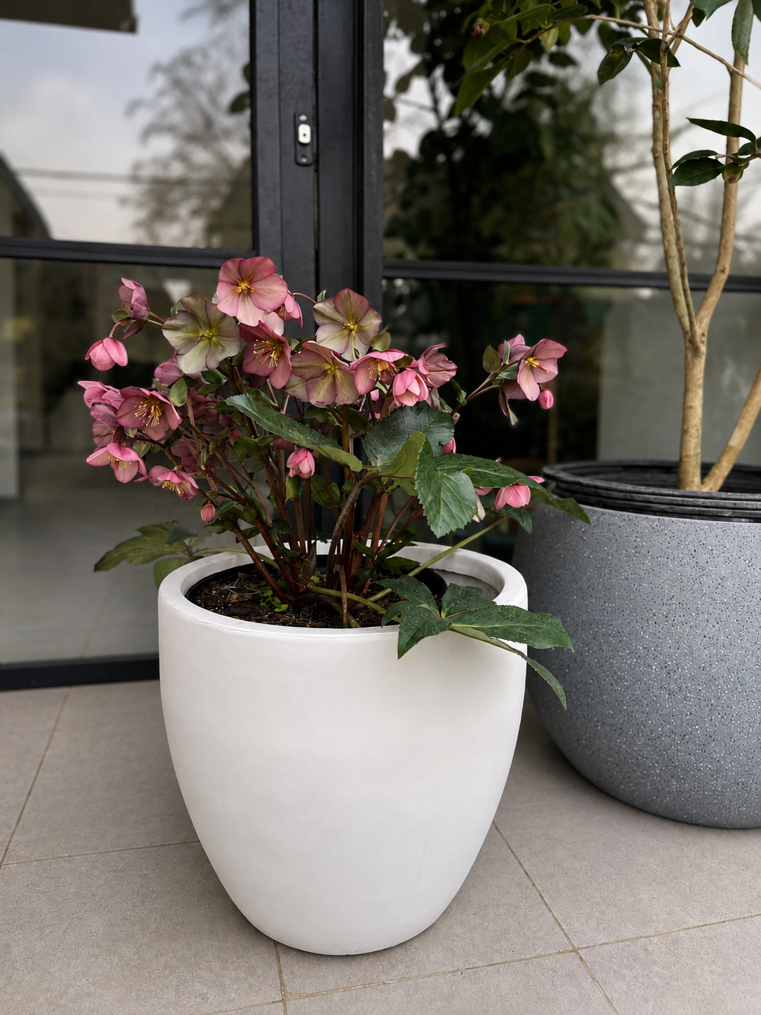 Helleborus