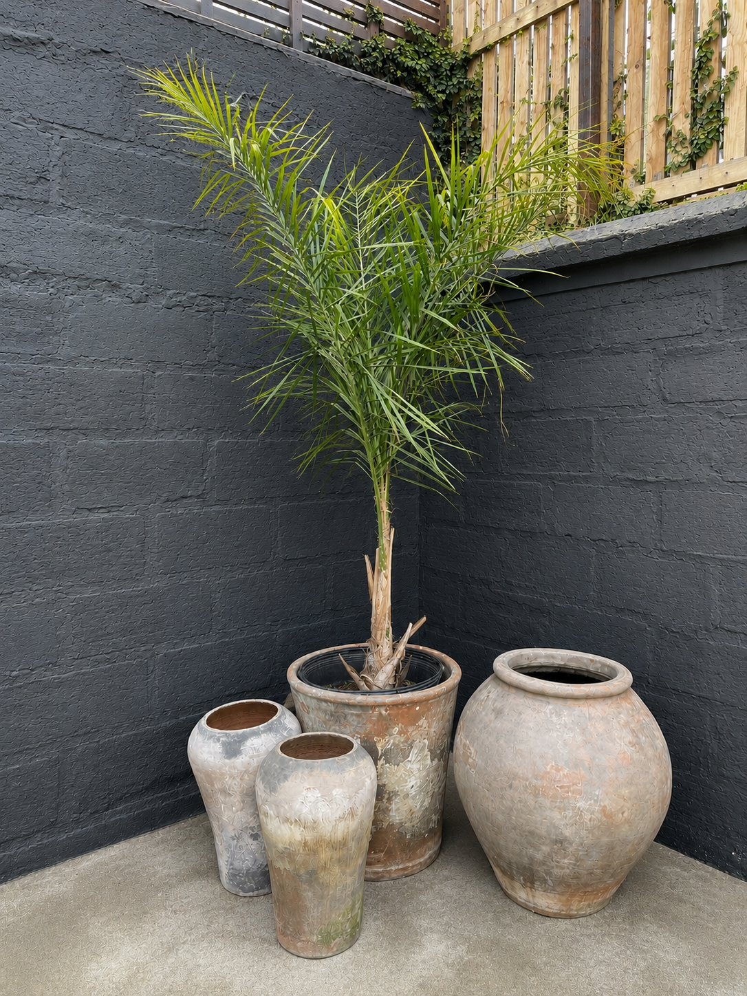 Palmera cocus plumosa