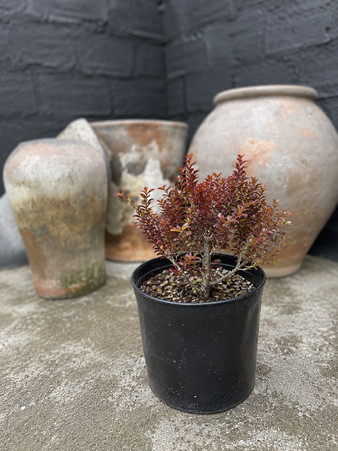 Coprosma bronce
