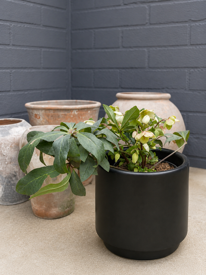Helleborus