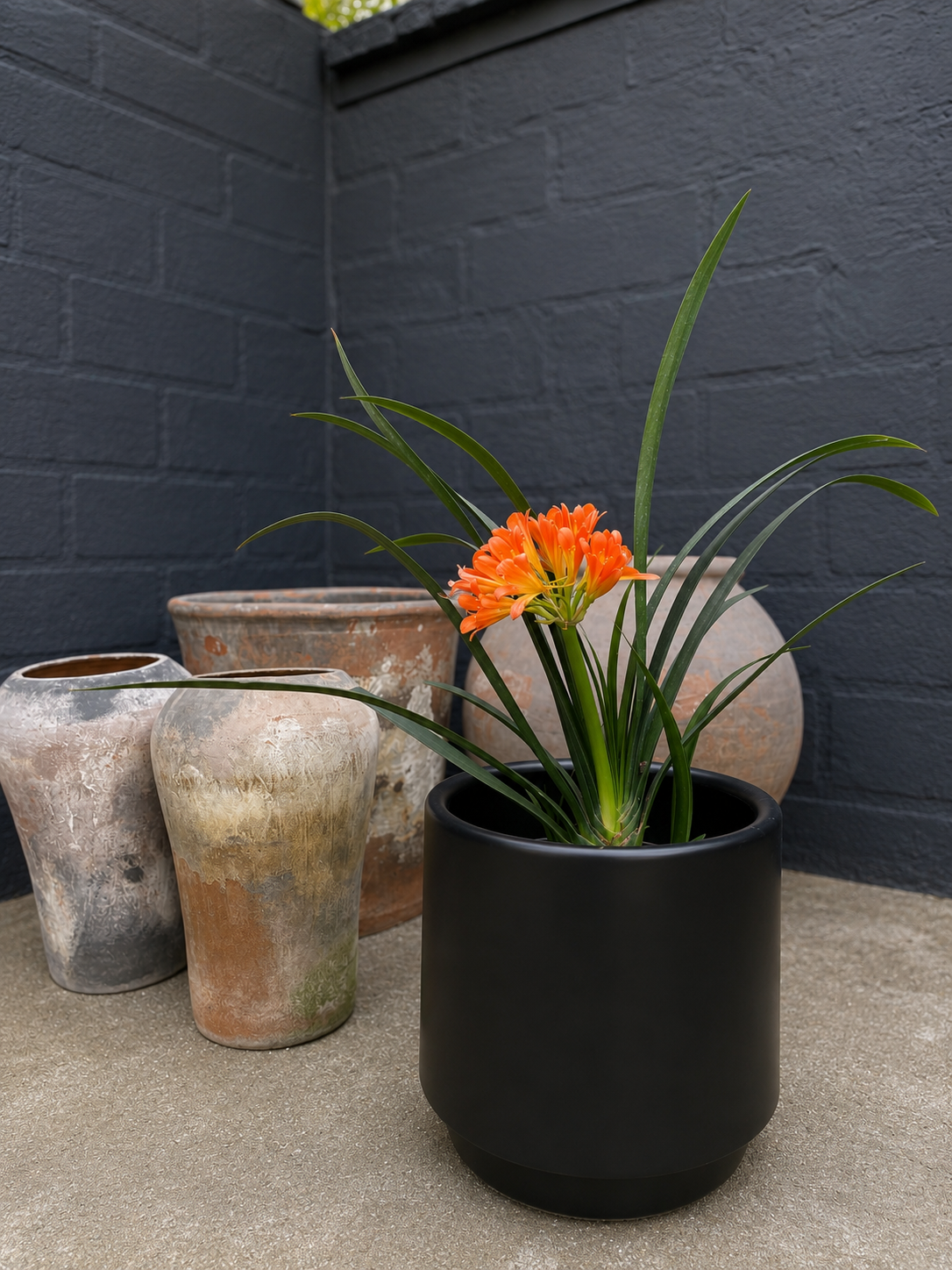 Clivia M