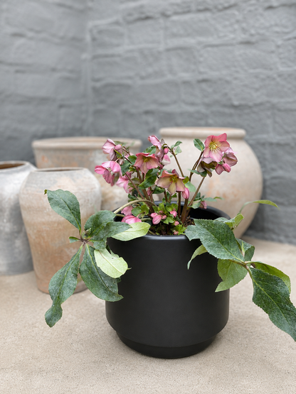 Helleborus