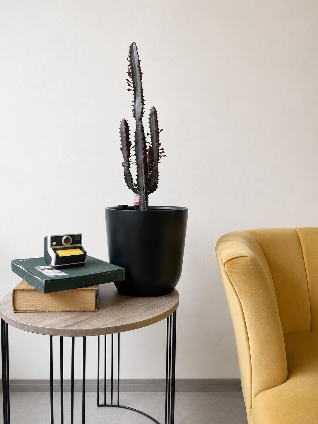 Euphorbia Trigona