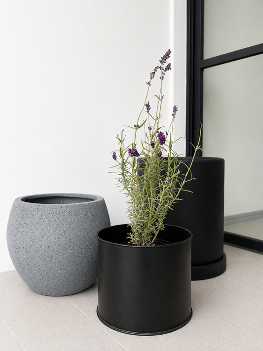 Lavanda Blue Spear