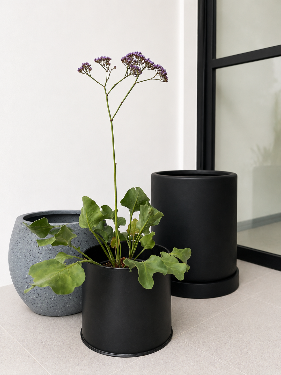 Limonium