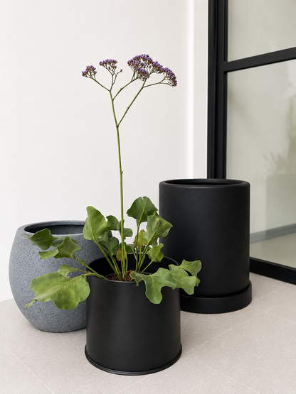 Limonium