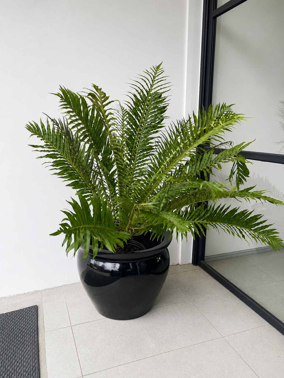 Helecho Blechnum