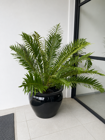 Helecho Blechnum