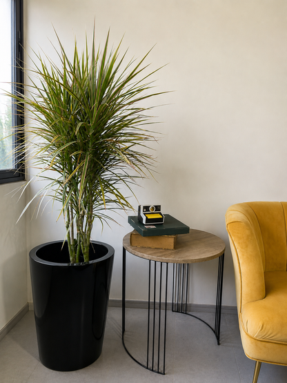 Dracena Colorama