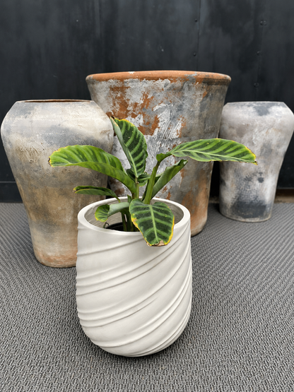 Calathea Zebrina