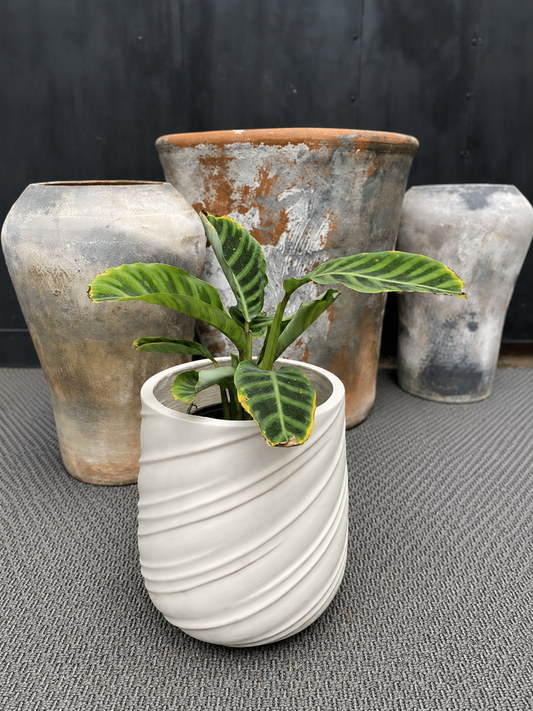 Calathea Zebrina