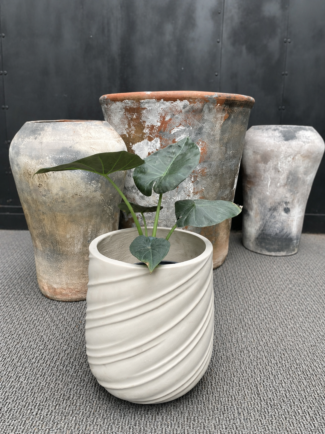 Alocasia Regal Shield