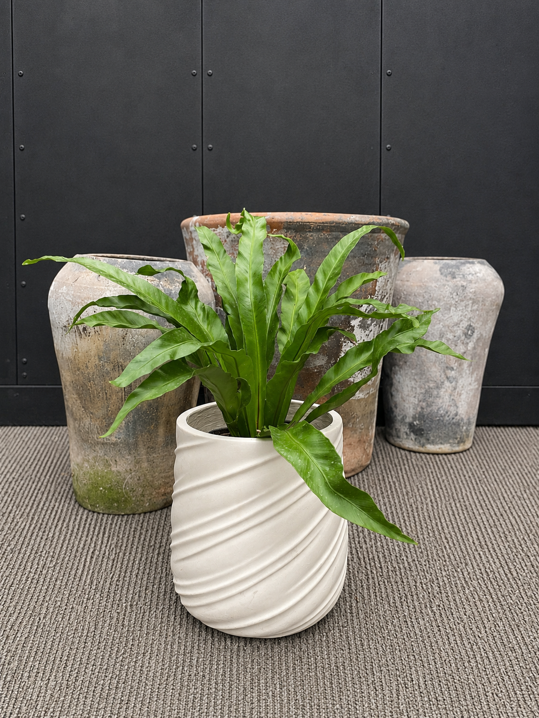 Helecho Asplenium Antiquum