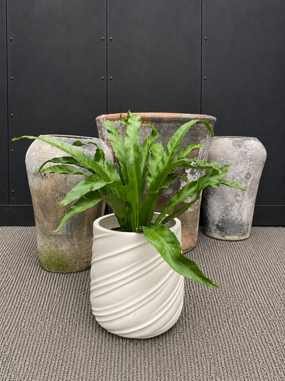 Helecho Asplenium Antiquum