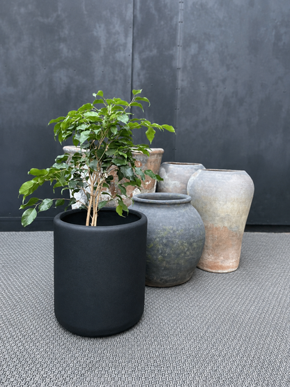 Ficus Benjamina Trenzado