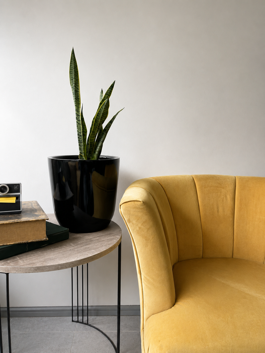 Sansevieria Laurenti