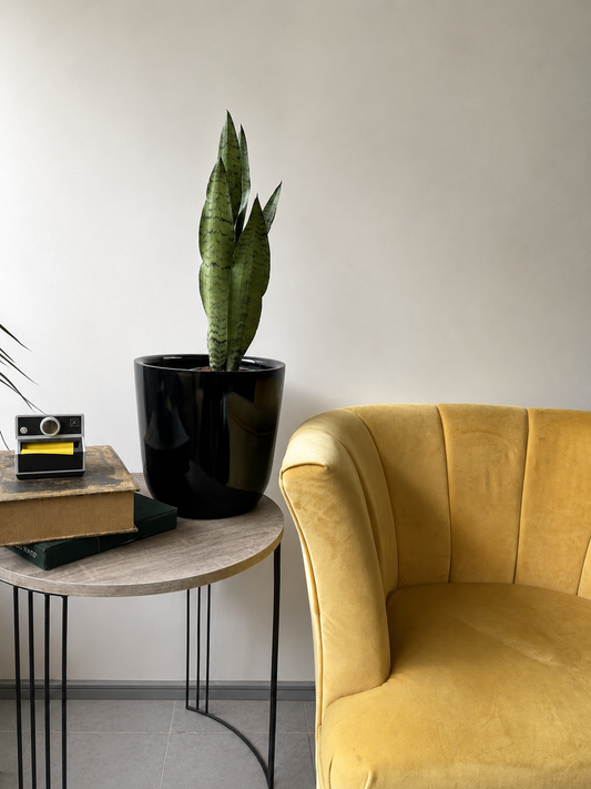Sansevieria Zeylanica - Sansevieria Verde