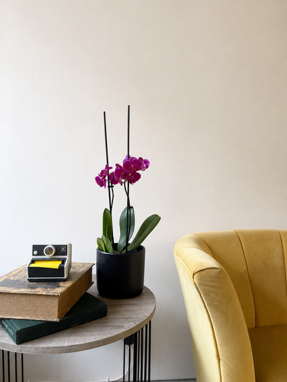 Orquídea