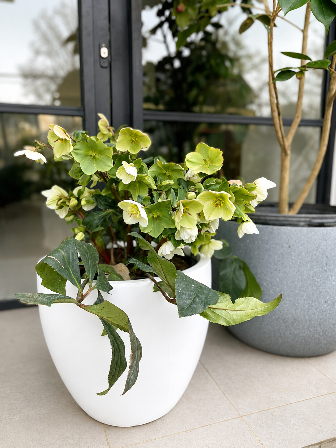 Helleborus