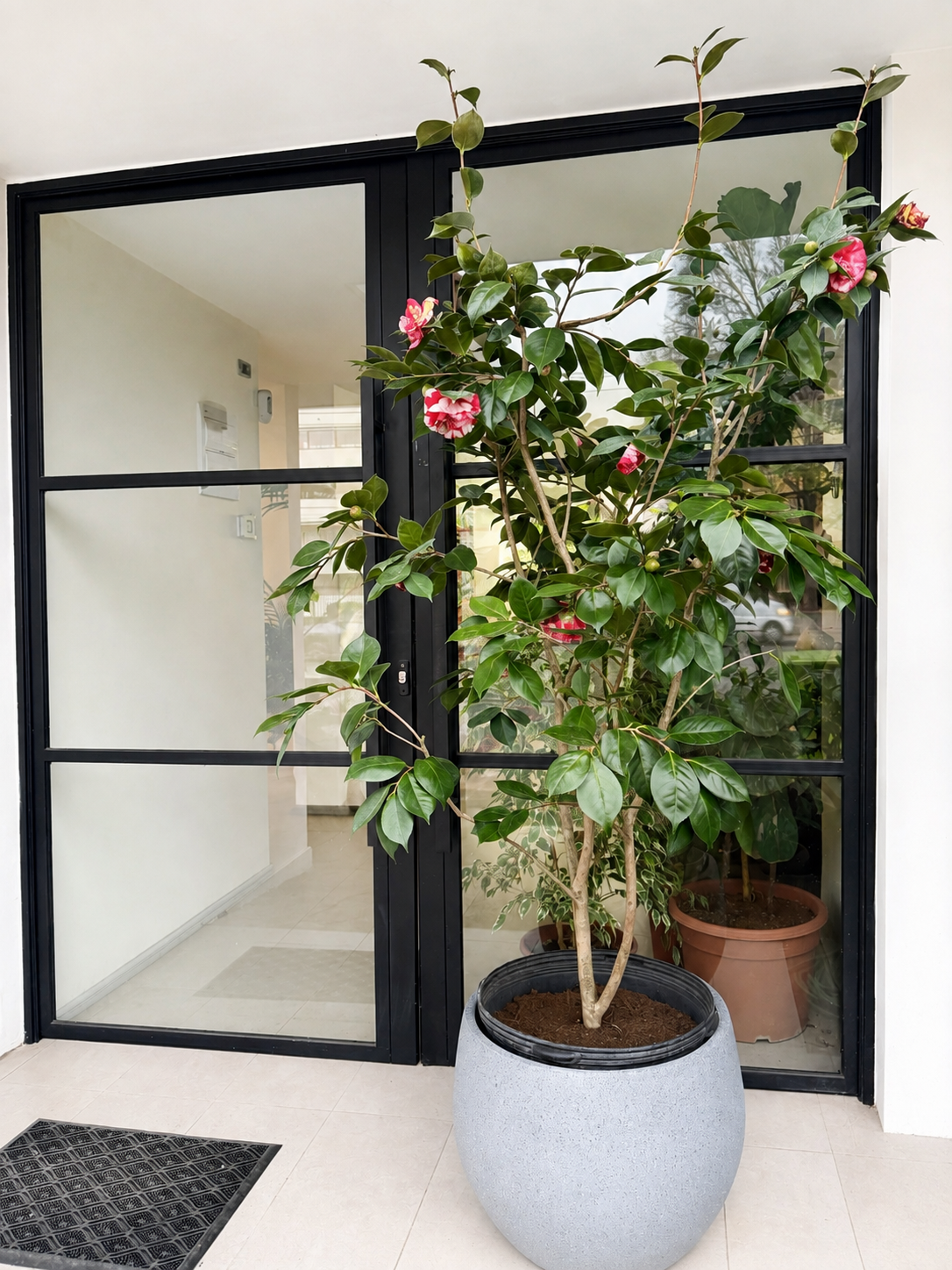Camelia