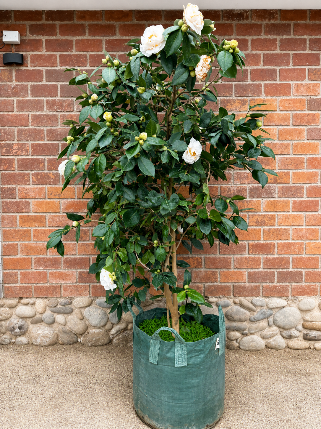 Camelia