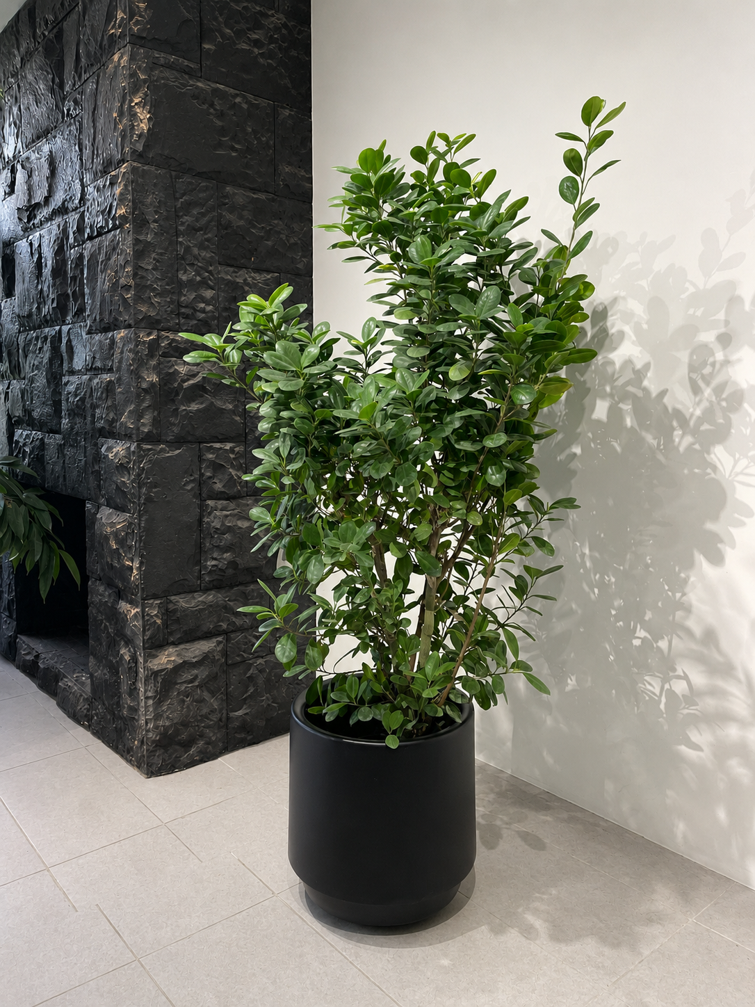 Ficus Moclame