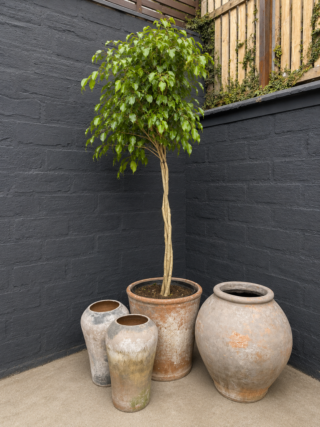 Ficus Benjamina Trenzado