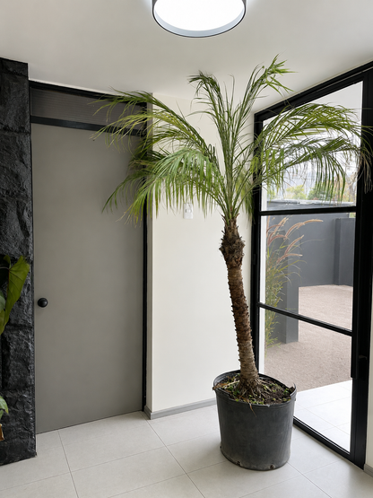 Palmera Phoenix Robelenii