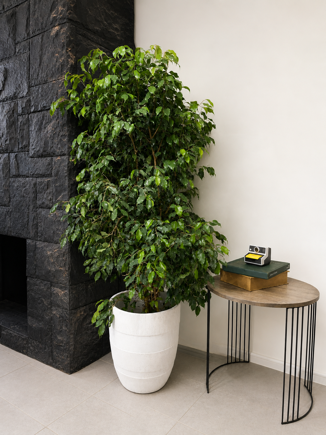 Ficus Benjamina
