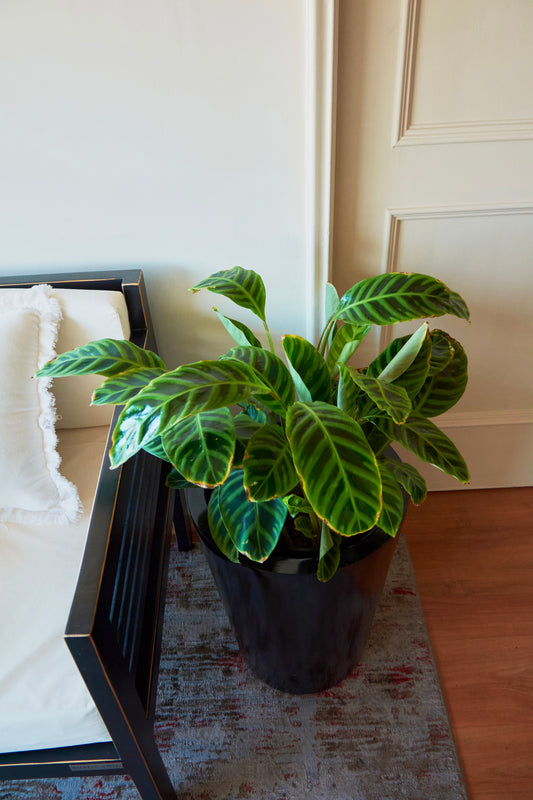 Calathea Zebrina