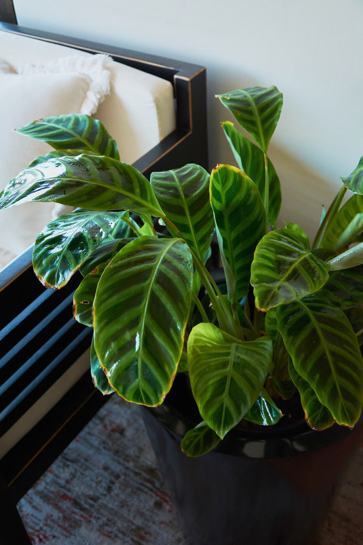 Calathea Zebrina