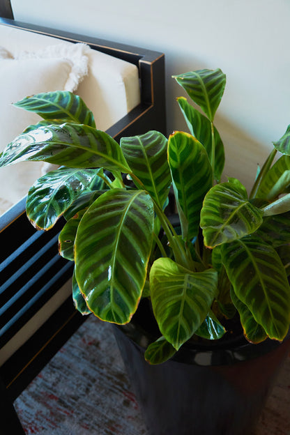 Calathea Zebrina