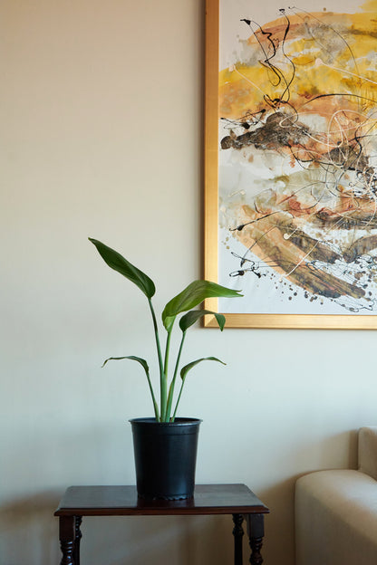 Strelitzia Nicolai