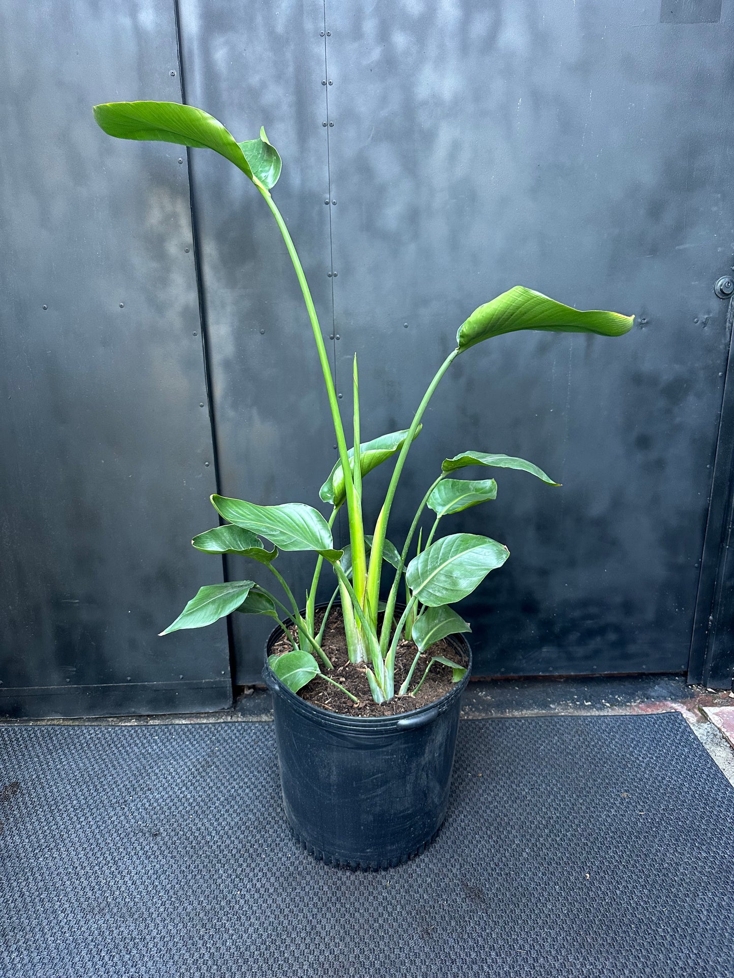Strelitzia Nicolai