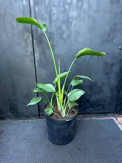 Strelitzia Nicolai