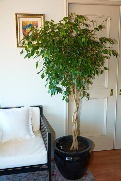 Ficus Benjamina Trenzado