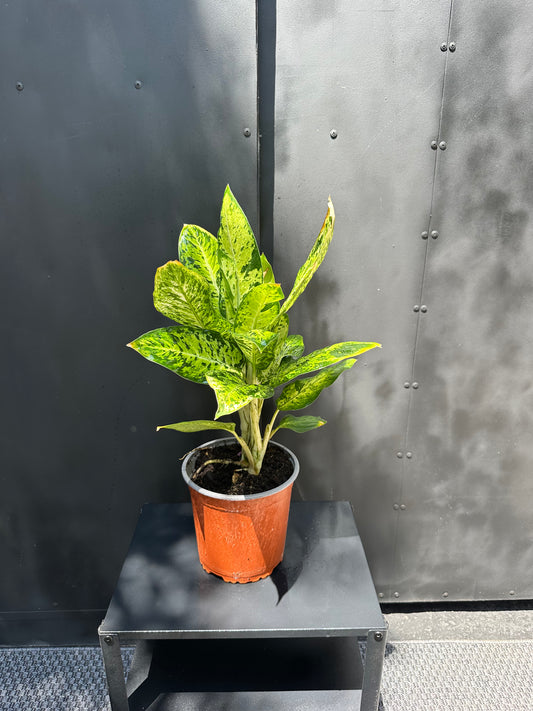 Dieffenbachia