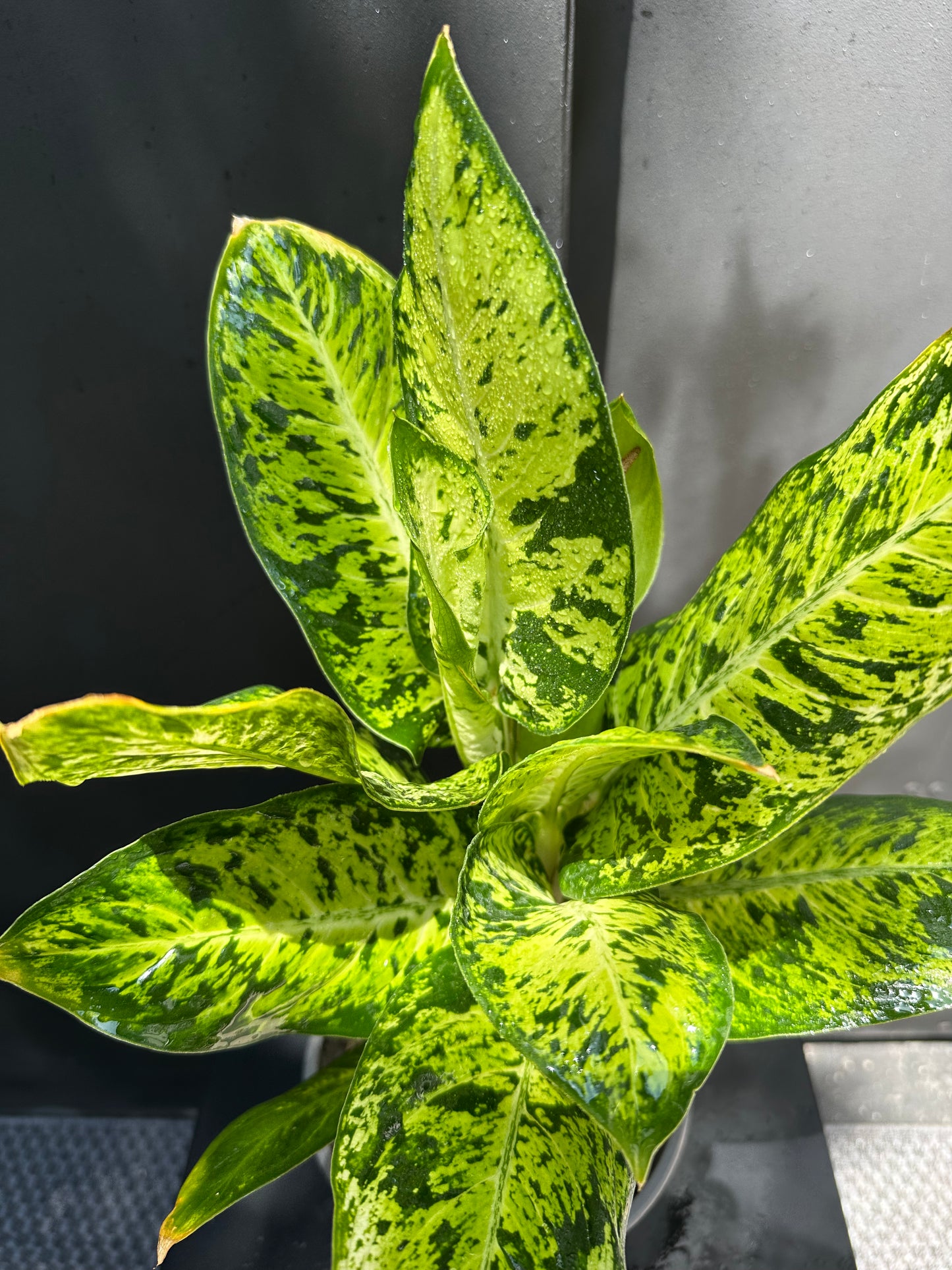 Dieffenbachia