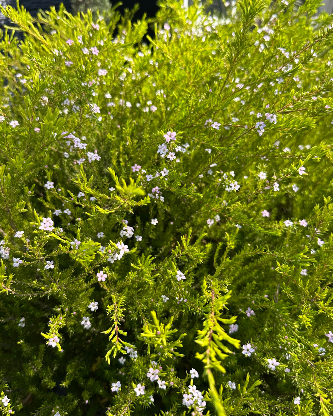 Diosma